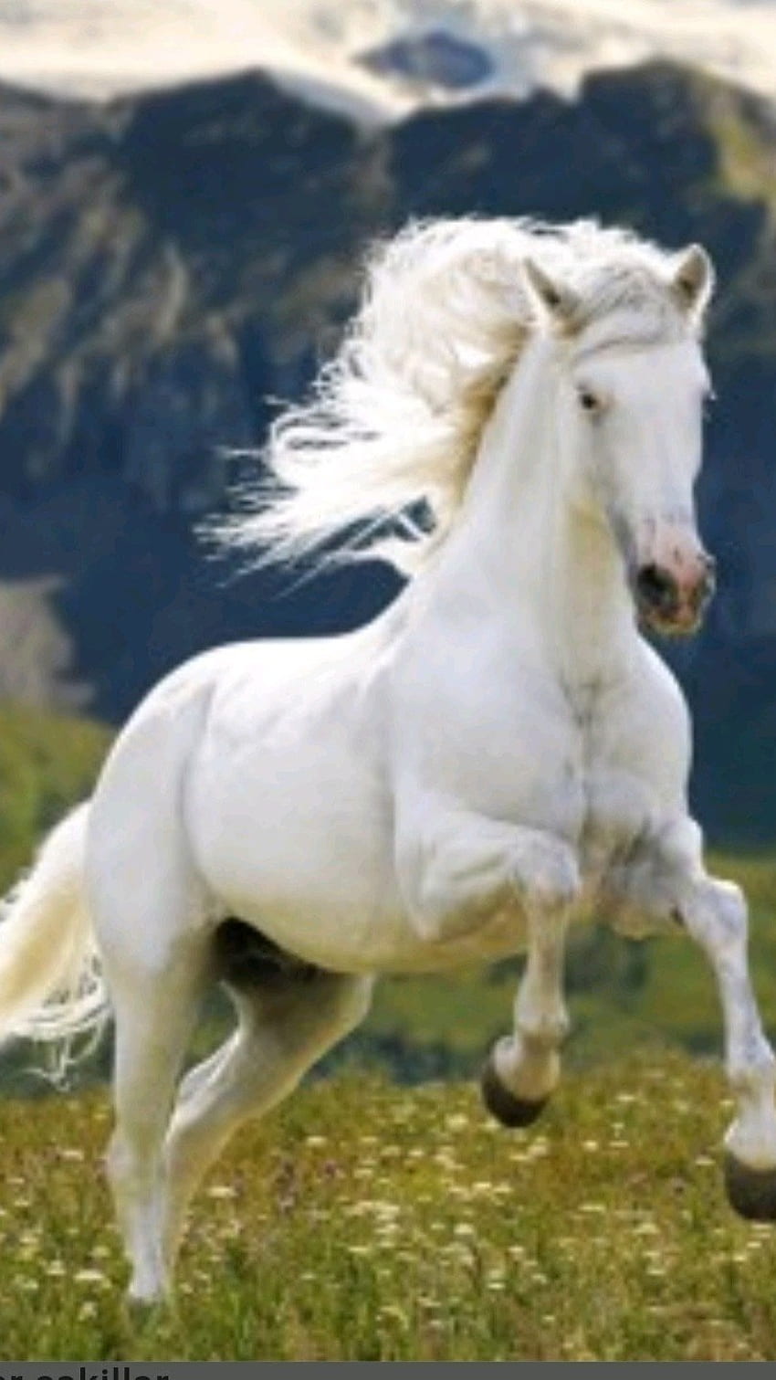 White Running Horse, white, running, horse HD phone wallpaper