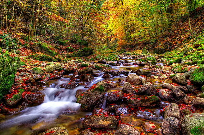 Bach im Herbst Wald, Wald, Laub, Bach, Herbst, Bach, schön, Steine, Gelassenheit, Blätter, Herbst, Bäume, Bach HD-Hintergrundbild