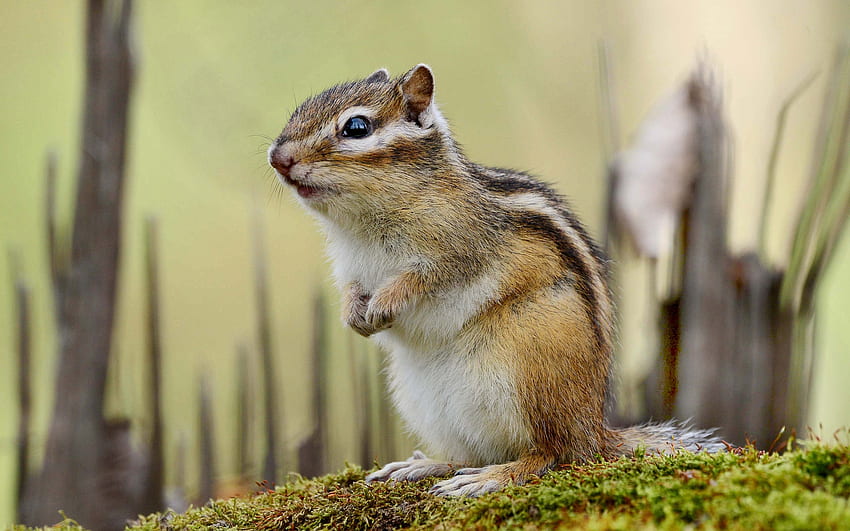 Chipmunk, animal, nature, rodent, squirrel HD wallpaper