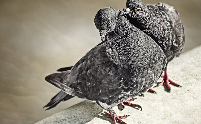 pigeons, animal, feather, pigeon, bird HD wallpaper