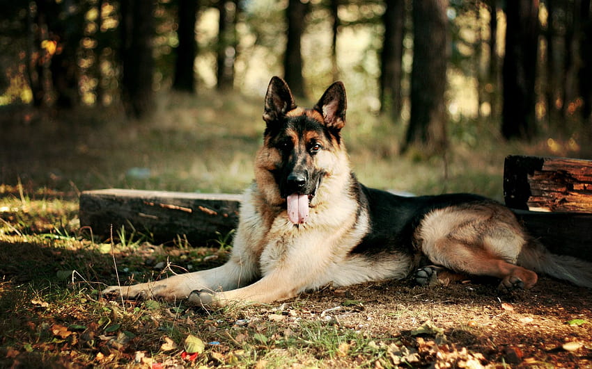German Shepherd . Dogs – HD wallpaper | Pxfuel