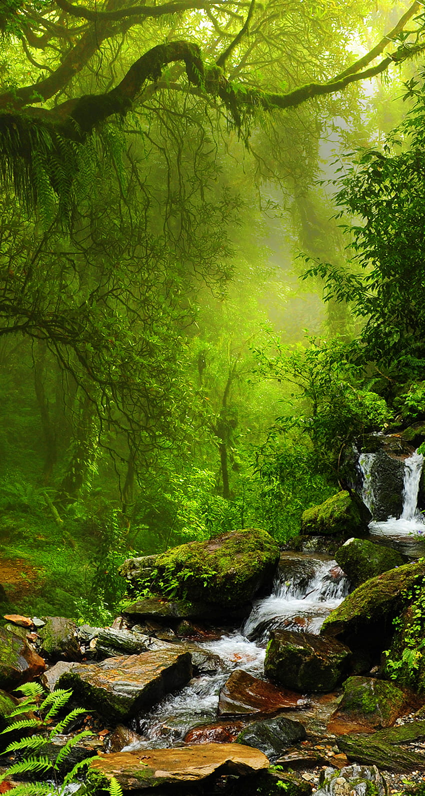iPhone ⚪. Bela natureza, bela floresta Papel de parede de celular HD
