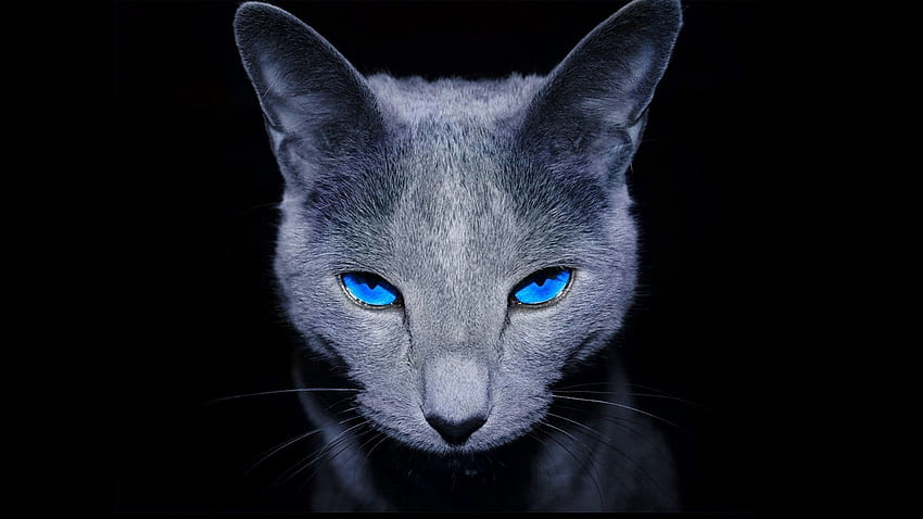 Animals, Dark, Cat, Shadow, Blue Eyed, Blue-Eyed HD wallpaper