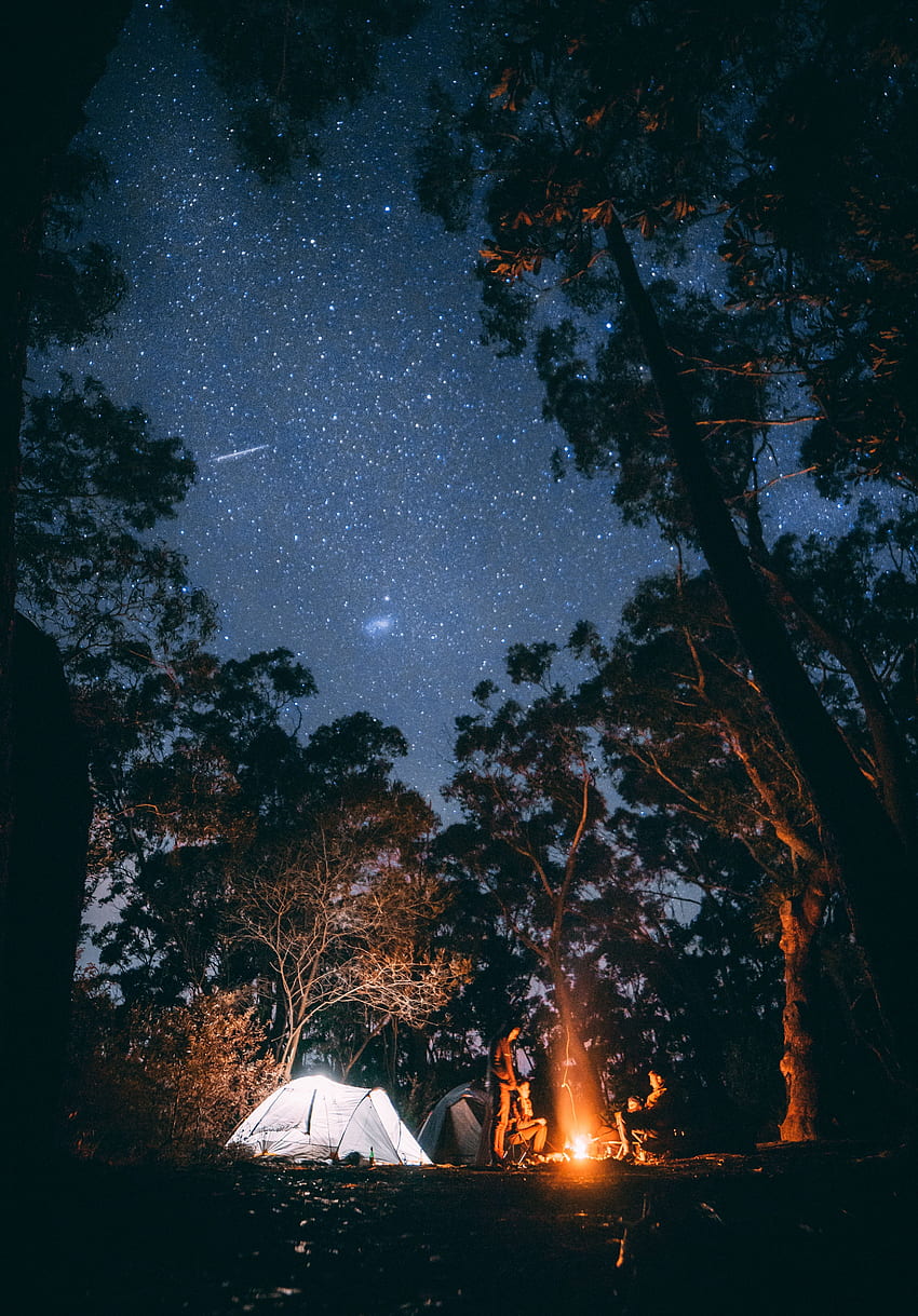 Nature, Trees, Bonfire, Forest, Starry Sky, Rest, Relaxation, Tent, Camping, Campsite HD phone wallpaper