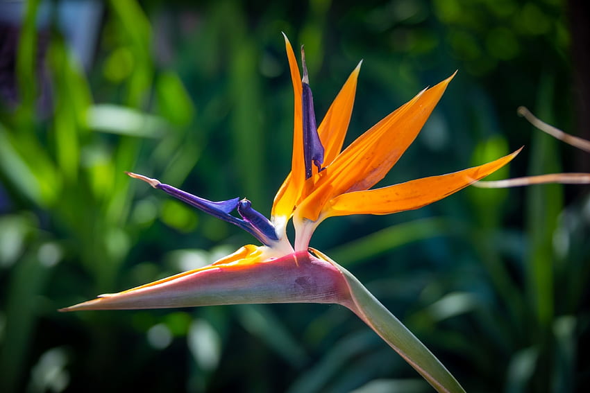 Bird of Paradise, colorful, nature, flower, tropical HD wallpaper