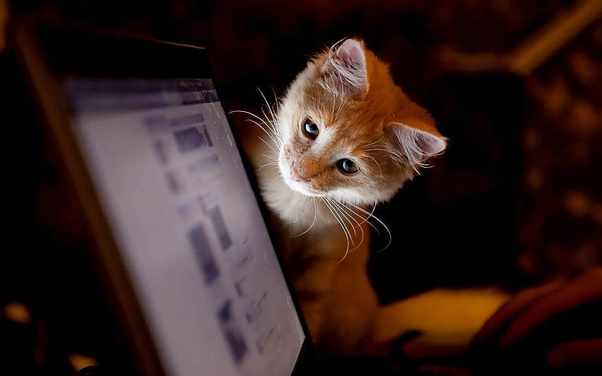 Animais, Kitty, Gatinho, Computador, Curiosidade papel de parede HD