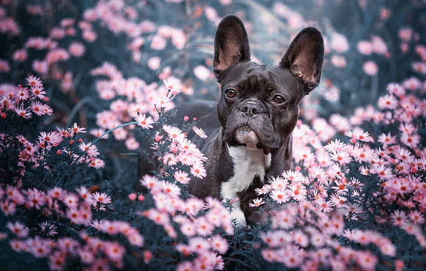 blick, gesicht, blumen, natur, hintergrund, schwarz, porträt, hund, garten, rosa, französische bulldogge für , abschnitt собаки HD-Hintergrundbild