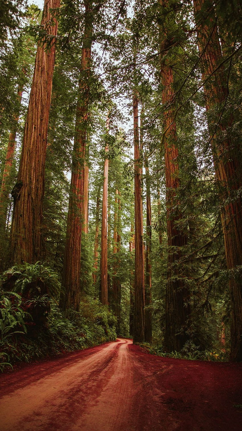 Floresta, Estrada, Árvores Iphone 8 7 6s 6, Redwood Forest Papel de parede de celular HD