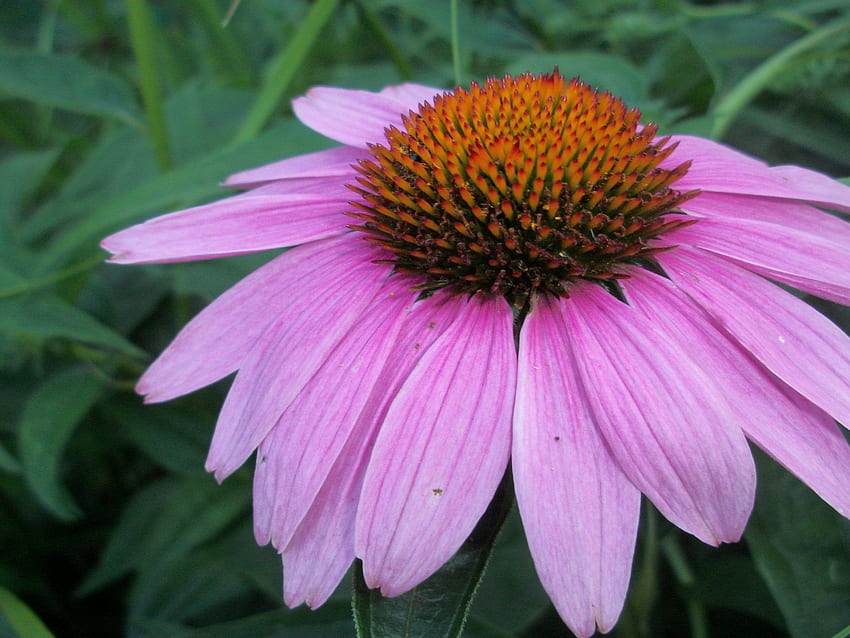 Echinacea purple flower herbaceous plants that look like sunflowers and attract numerous peppercorns, Purple Sunflower HD wallpaper