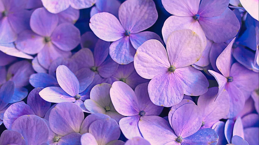 ortensia, fiori, petali, viola Sfondo HD