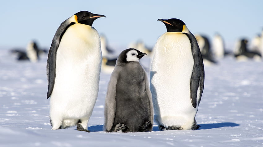 Ultra Emperor Penguin and Background HD wallpaper