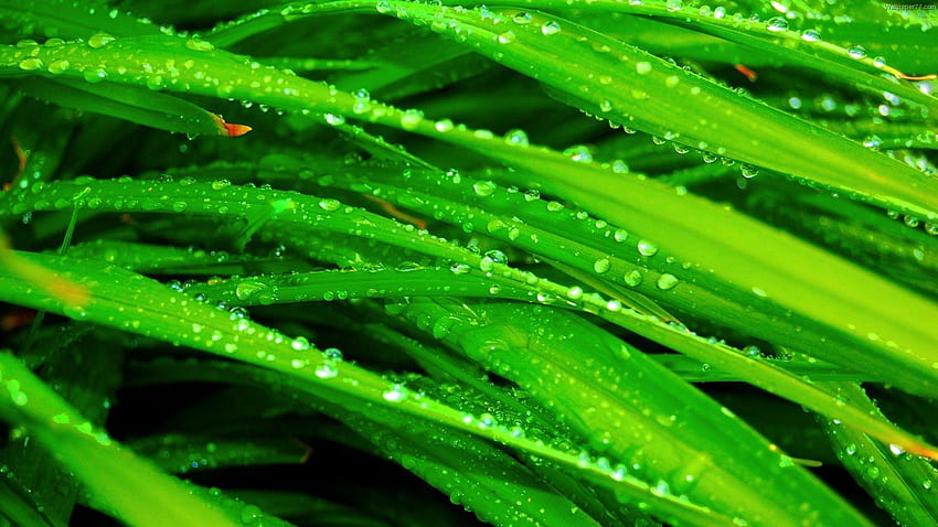 หญ้า หยด มาโคร เปียก ผักใบเขียว น้ำค้าง ชื้น วอลล์เปเปอร์ HD