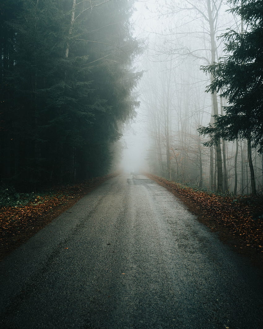 naturaleza, árboles, otoño, carretera, niebla, ramas fondo de pantalla del teléfono