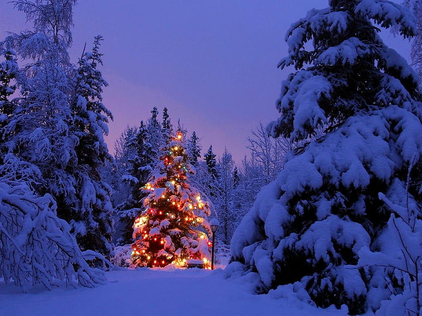 Landscape, Winter, New Year, Fir-Trees HD wallpaper
