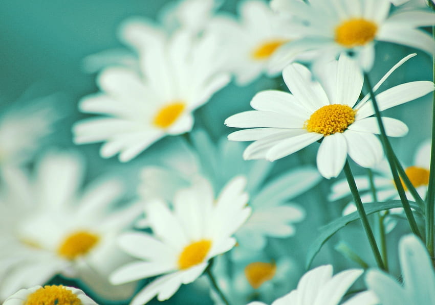 Blumen, Kamille, Unschärfe, glatt, Feld, Stängel HD-Hintergrundbild