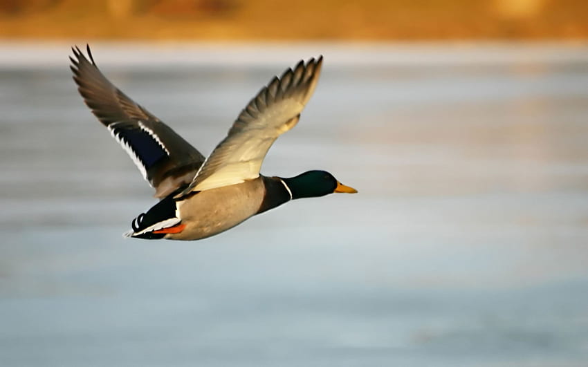 Mallard Duck, Flying Ducks HD wallpaper
