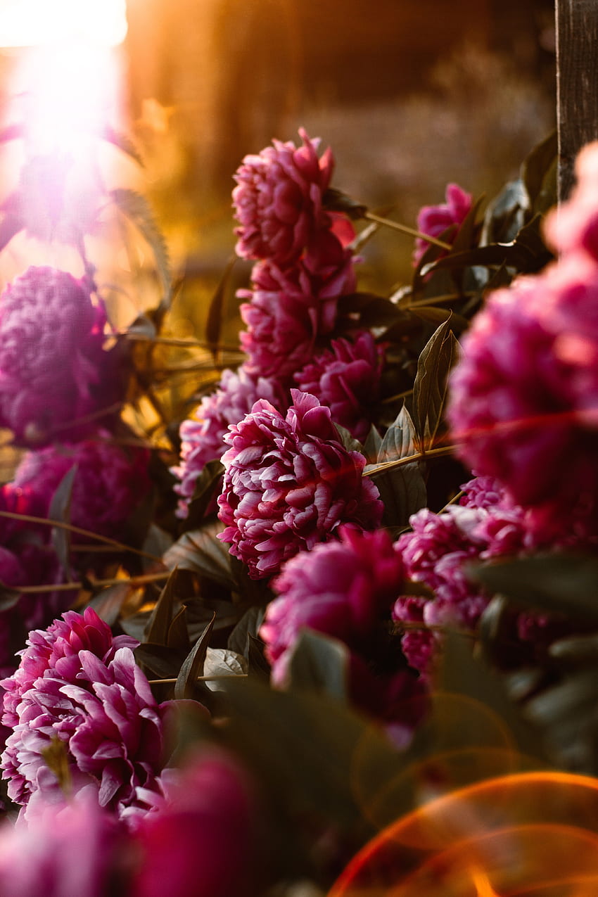 Flowers, Pink, Peonies, Glare, Bloom, Flowering, Sunlight HD phone wallpaper