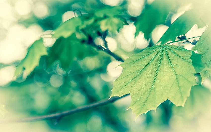 Macro, Foliage, Spring, Vanilla HD wallpaper