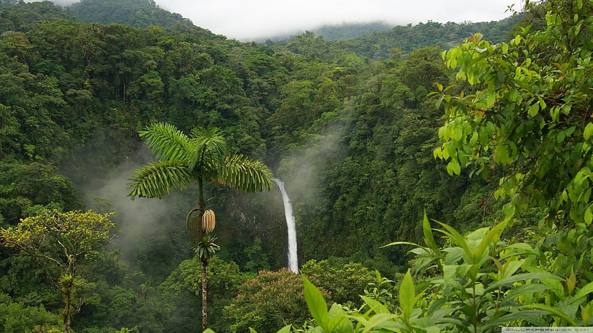 Джунгла - Изцяло превъзходен фон на джунглата, готина джунгла HD тапет