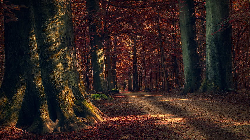 Autumn Forest Path - Floresta para Windows 10 papel de parede HD