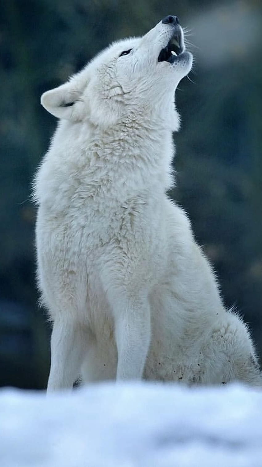lobo, lobo branco Papel de parede de celular HD