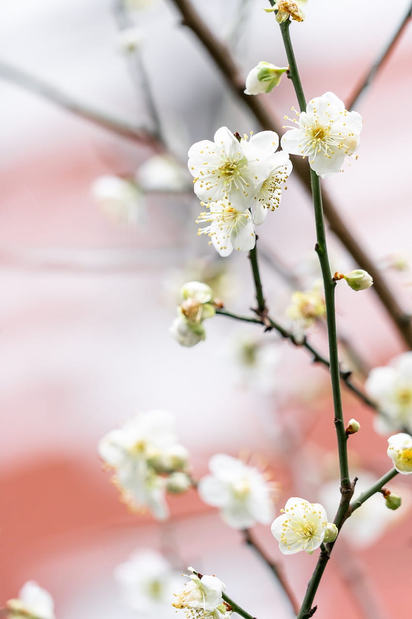 Plum Blossoms HD phone wallpaper