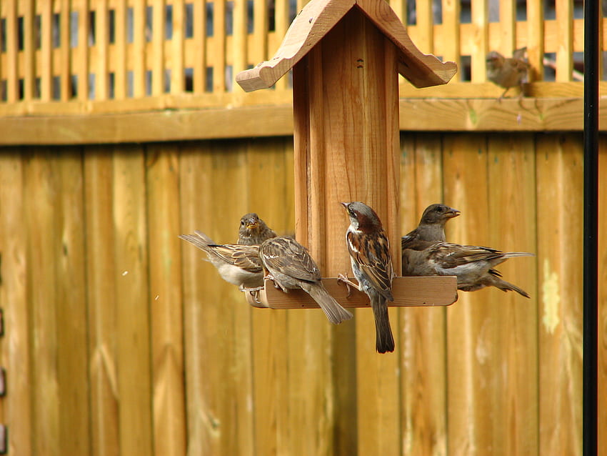 House Sparrows, Sparrow Bird HD wallpaper