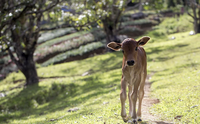 牛のように愛らしくてかわいい動物、子牛の赤ちゃん 高画質の壁紙