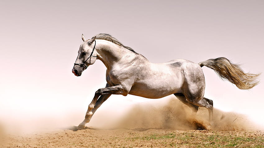 Horse Running, Galloping Horse HD wallpaper