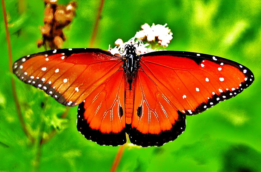 Meet the Queen, white spots, southern states, butterfly, orange, black trimming HD wallpaper