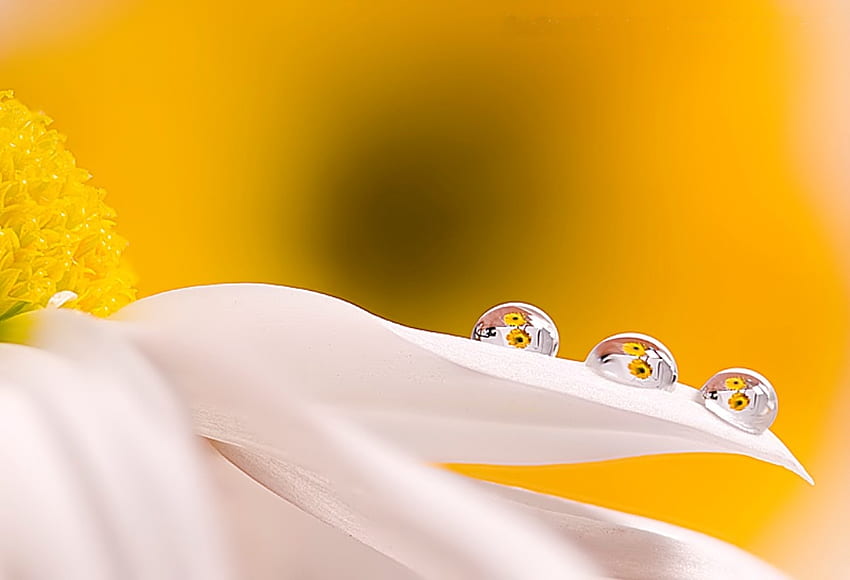 Drops on white Flower, white, drop, flower, drops, nature HD wallpaper