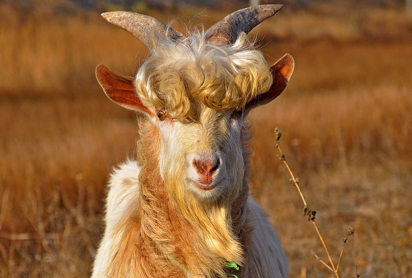 Animals, Wool, Horns, Curls, Goat HD wallpaper