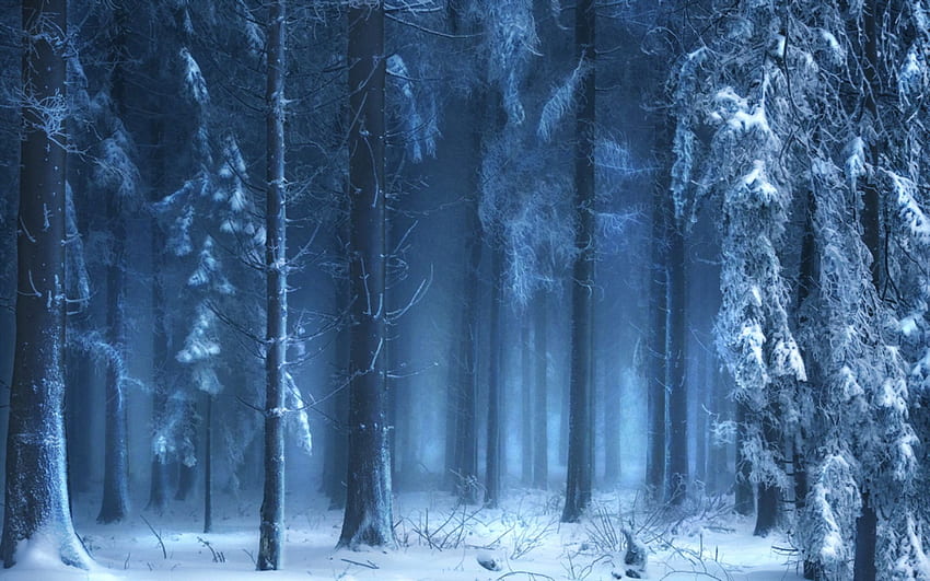 Paysages arbres forêt bois hiver neige . . 37905. Neige d'hiver , Hiver , Gelé, New Hampshire Winter Fond d'écran HD