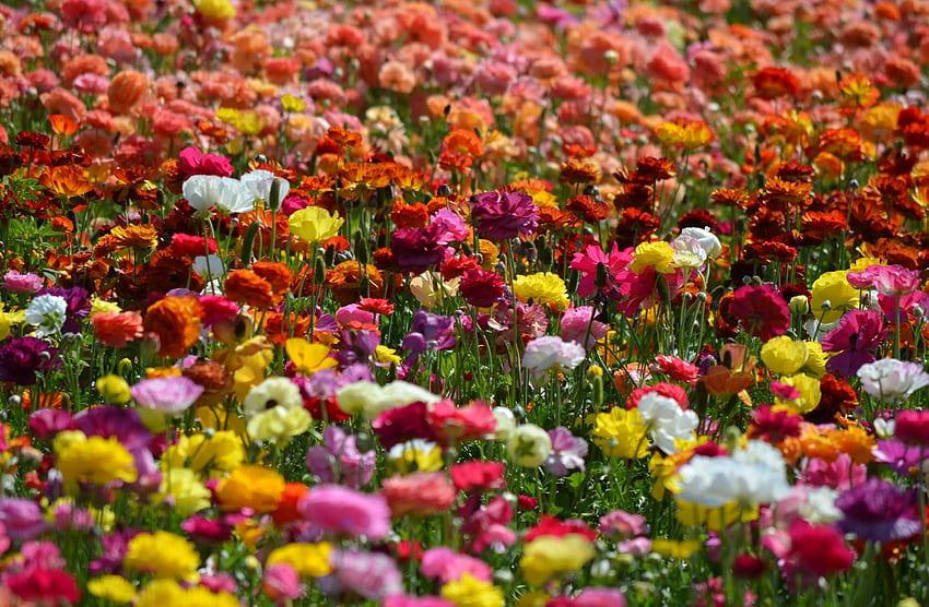 Bunga, Cerah, Banyak, Ranunculus, Ranunkulus, Berbeda Wallpaper HD