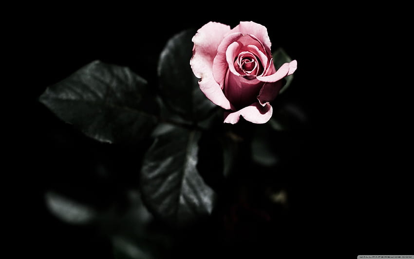 Black Gothic Rose, Rose Snake HD wallpaper