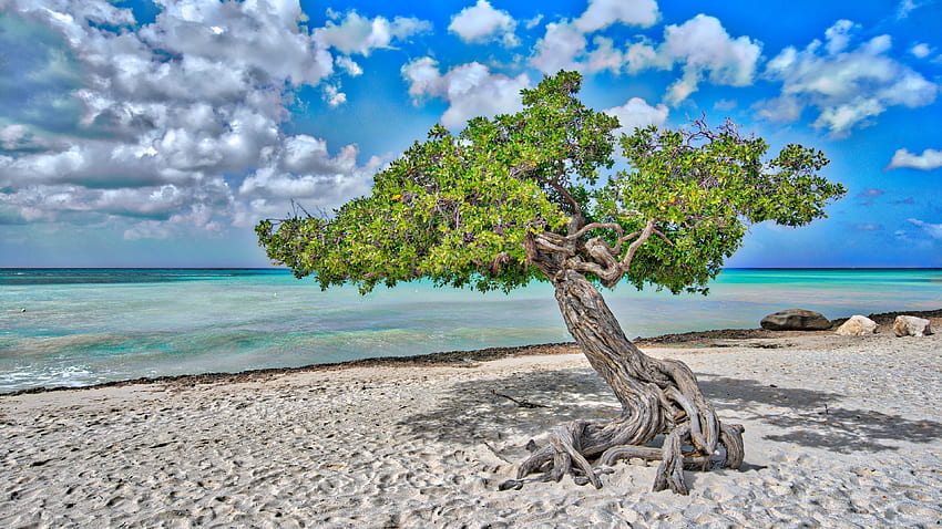 Green Leaves Tree Branches Beach Sand Ocean Waves Water Under White Clouds Blue Sky During Daytime Nature HD wallpaper