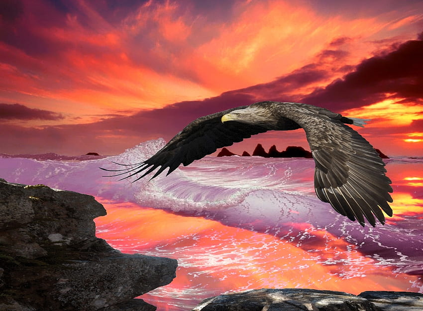Ein Adler im Flug., Ufer, Vögel, Tiere, Reflexion, Adler, Flug, Felsen, Sonnenuntergang HD-Hintergrundbild