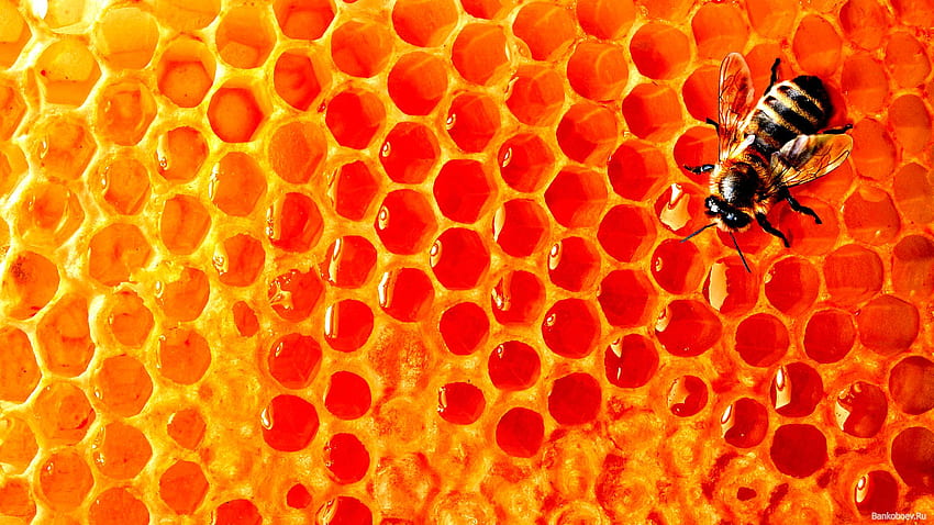 Пчела и фон, сладка пчела HD тапет