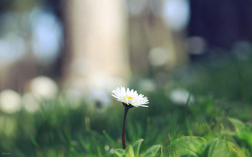 Gras, Blume, Makro, Sprössling HD-Hintergrundbild
