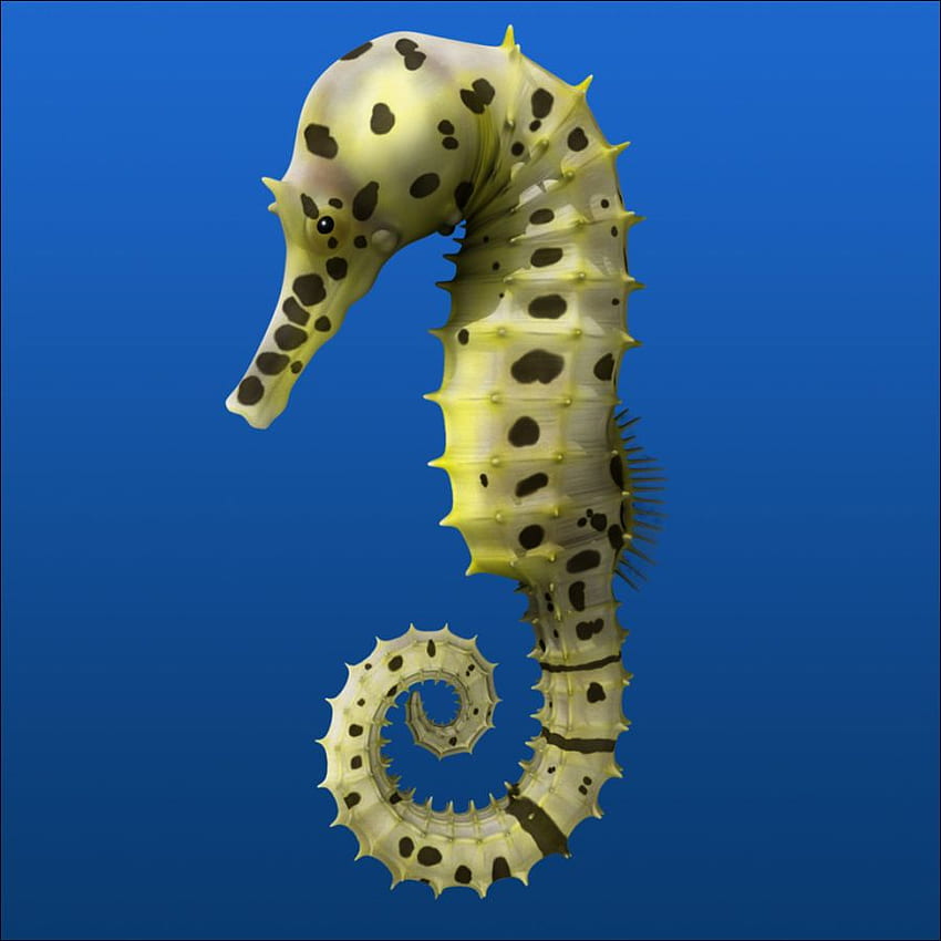 seahorse 2. One Online HD phone wallpaper
