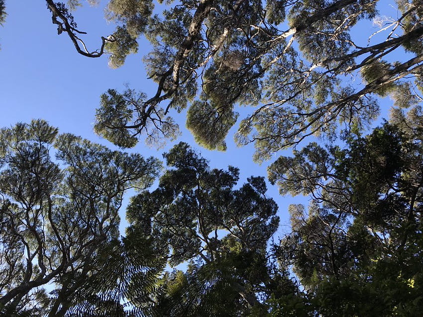 Emily Lakdawalla - Really striking crown shyness among trees along the walk to Kaitoke hot springs HD wallpaper