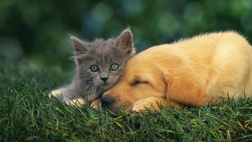 Animals, Kitty, Kitten, Couple, Pair, To Lie Down, Lie, Puppy, Sleep, Dream HD wallpaper
