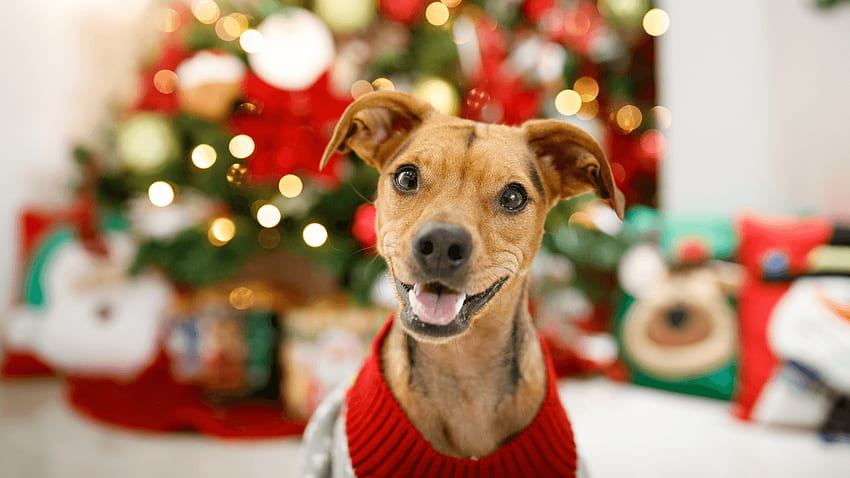 B&M launches Christmas jumper and festive outfit collection for dogs. Woman & Home, Cute Animal Christmas HD wallpaper