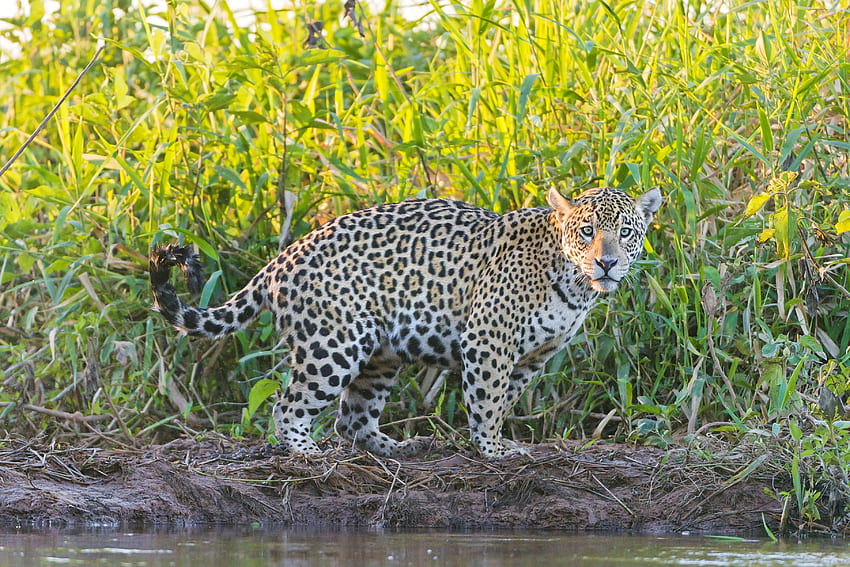 Zwierzęta, trawa, jaguar, drapieżnik, spacer Tapeta HD