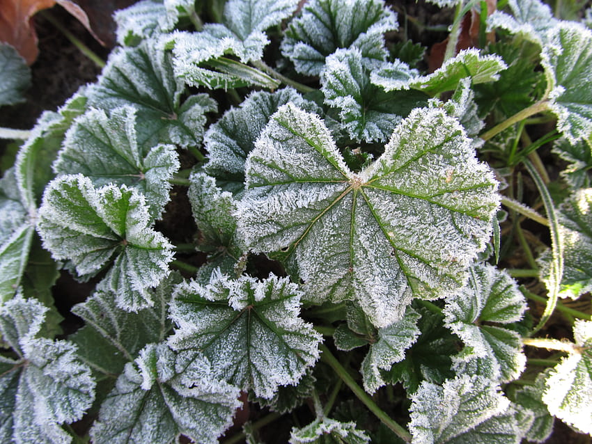 Froststaub, Frost, Winter, Blätter, Laub HD-Hintergrundbild