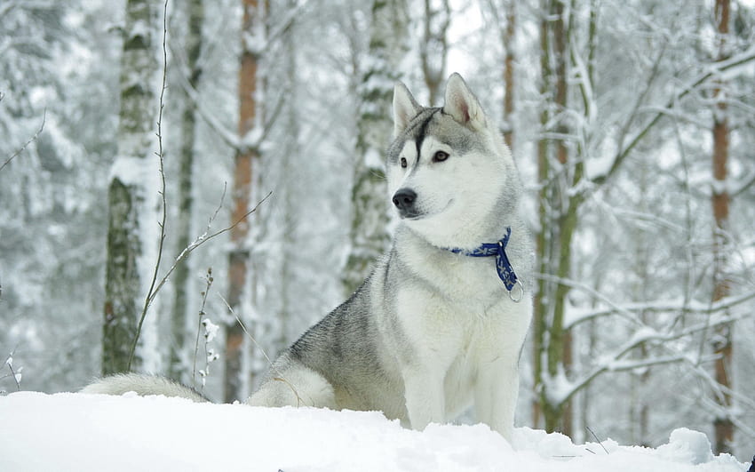 Tiere, Schnee, Hund, Jagd, Jagd, Husky, Haska, Halsband HD-Hintergrundbild