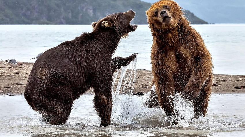 Bears Fighting Resolution HD wallpaper