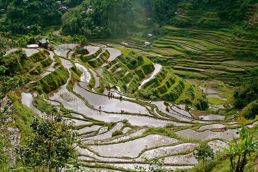 Philippines - attractions and landmarks, Banaue Rice Terraces HD wallpaper