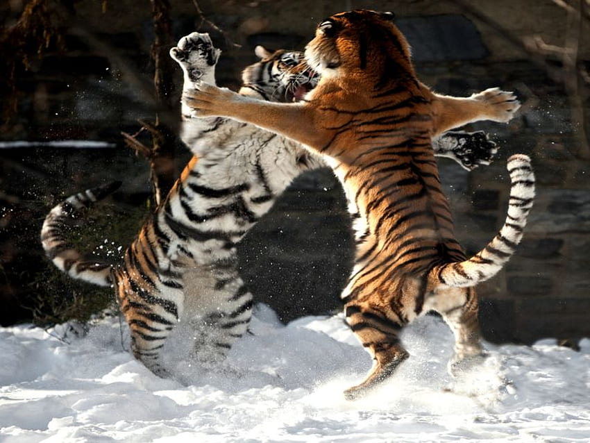 PLAYFULL TIGERS, cute, wild, tiger, play HD wallpaper
