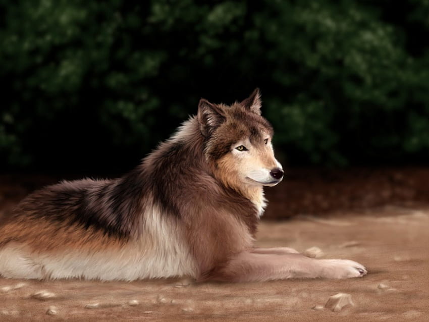 Wolf, wolves, painting HD wallpaper